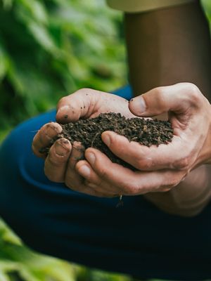 Hands holding soil